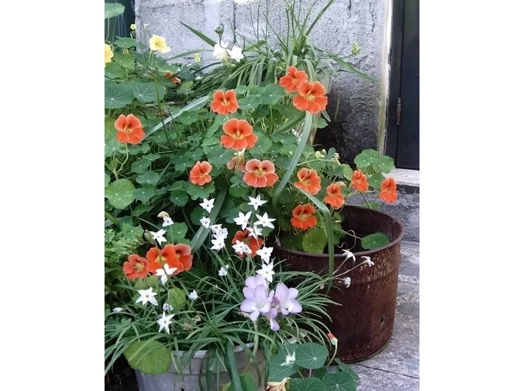 invio fiori per fidanzamento-2