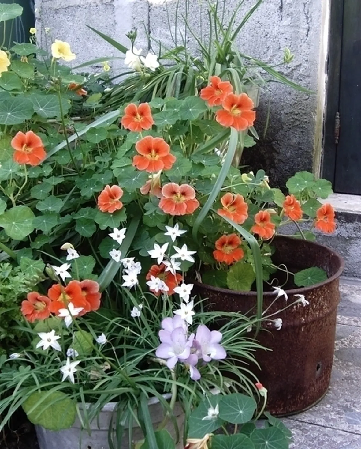 invio fiori per fidanzamento-2