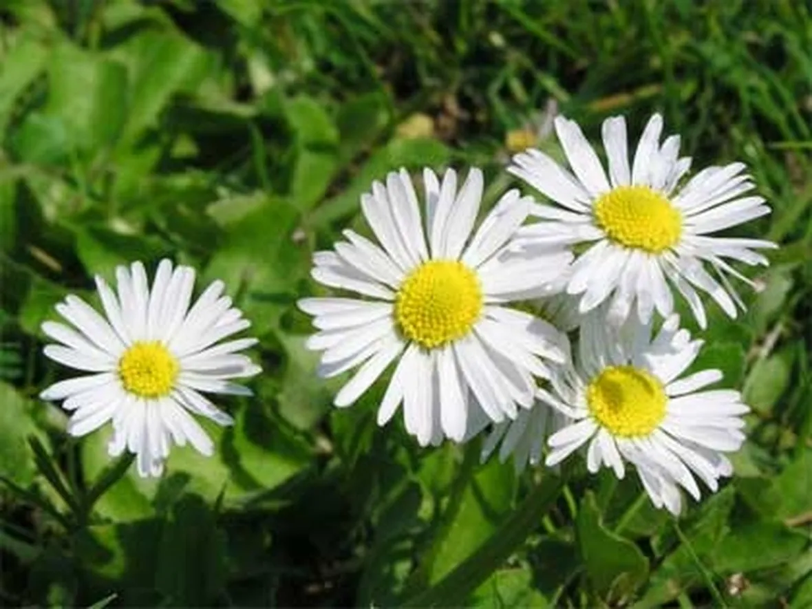 invio fiori per fidanzamento-3