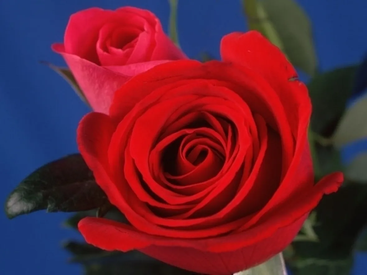 invio fiori per fidanzamento