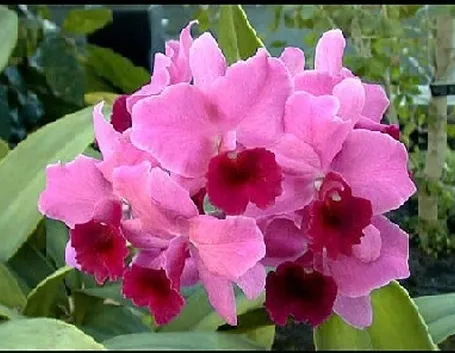 invio fiori per fiocco azzurro-4