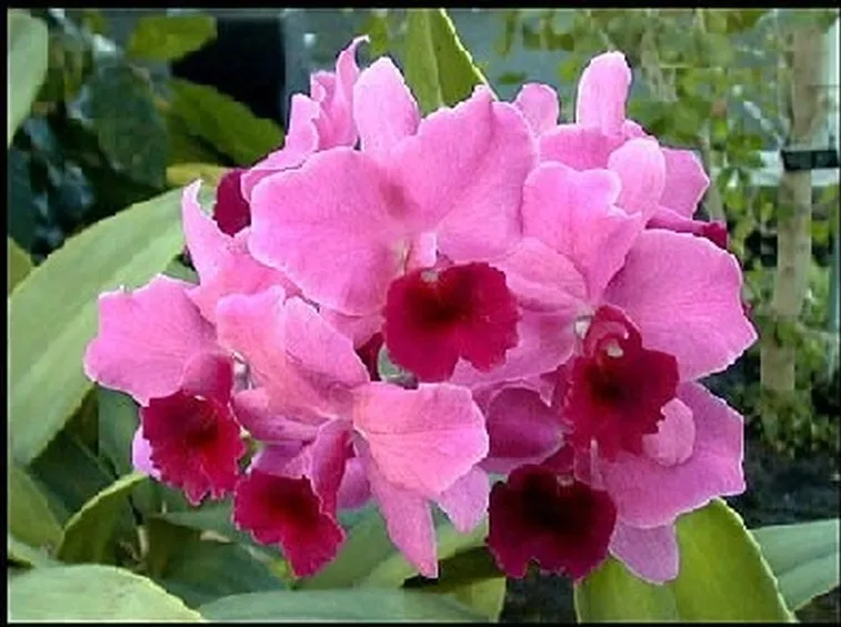 invio fiori per fiocco azzurro-4