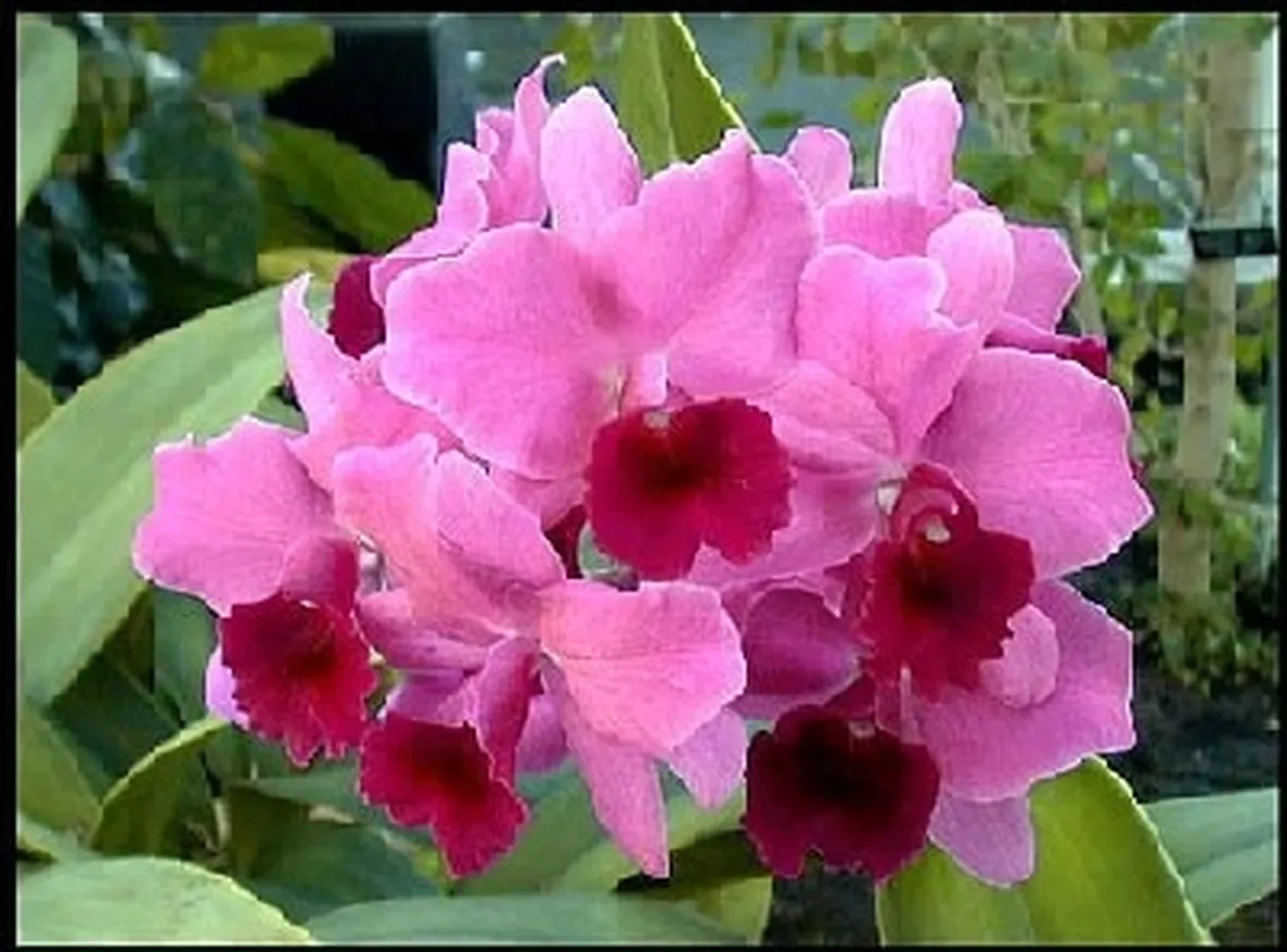 invio fiori per fiocco azzurro-4