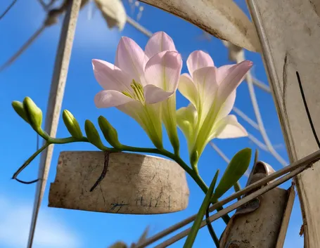 invio fiori per fiocco azzurro