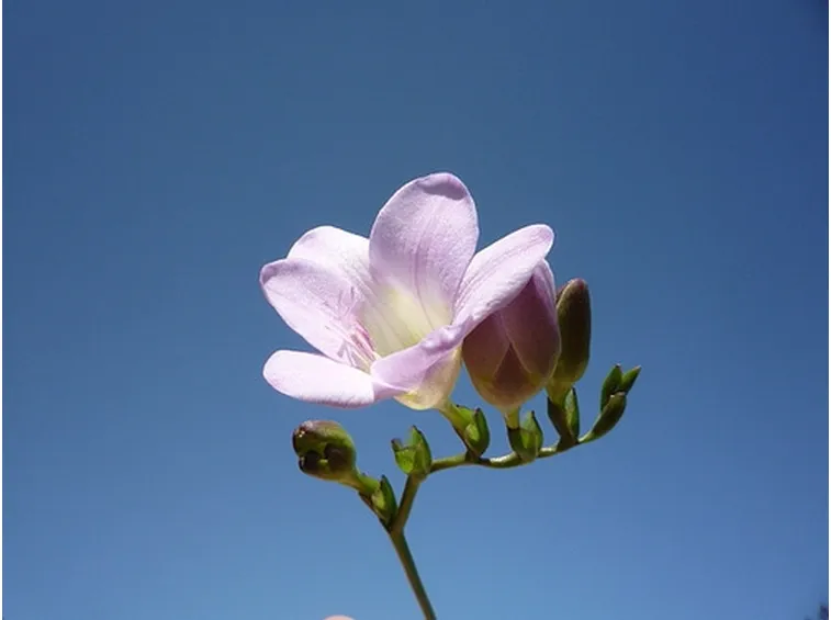 invio fiori per fiocco azzurro