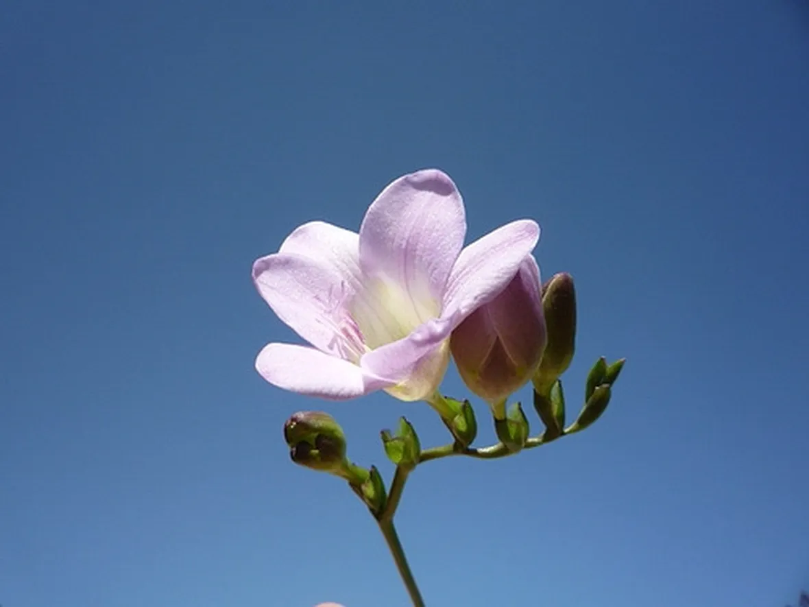 invio fiori per fiocco azzurro