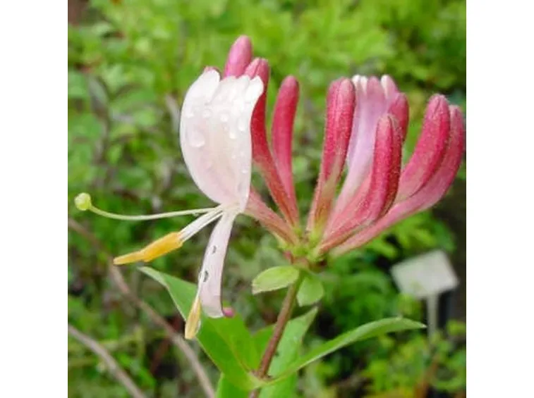 invio fiori per fiocco rosa-1
