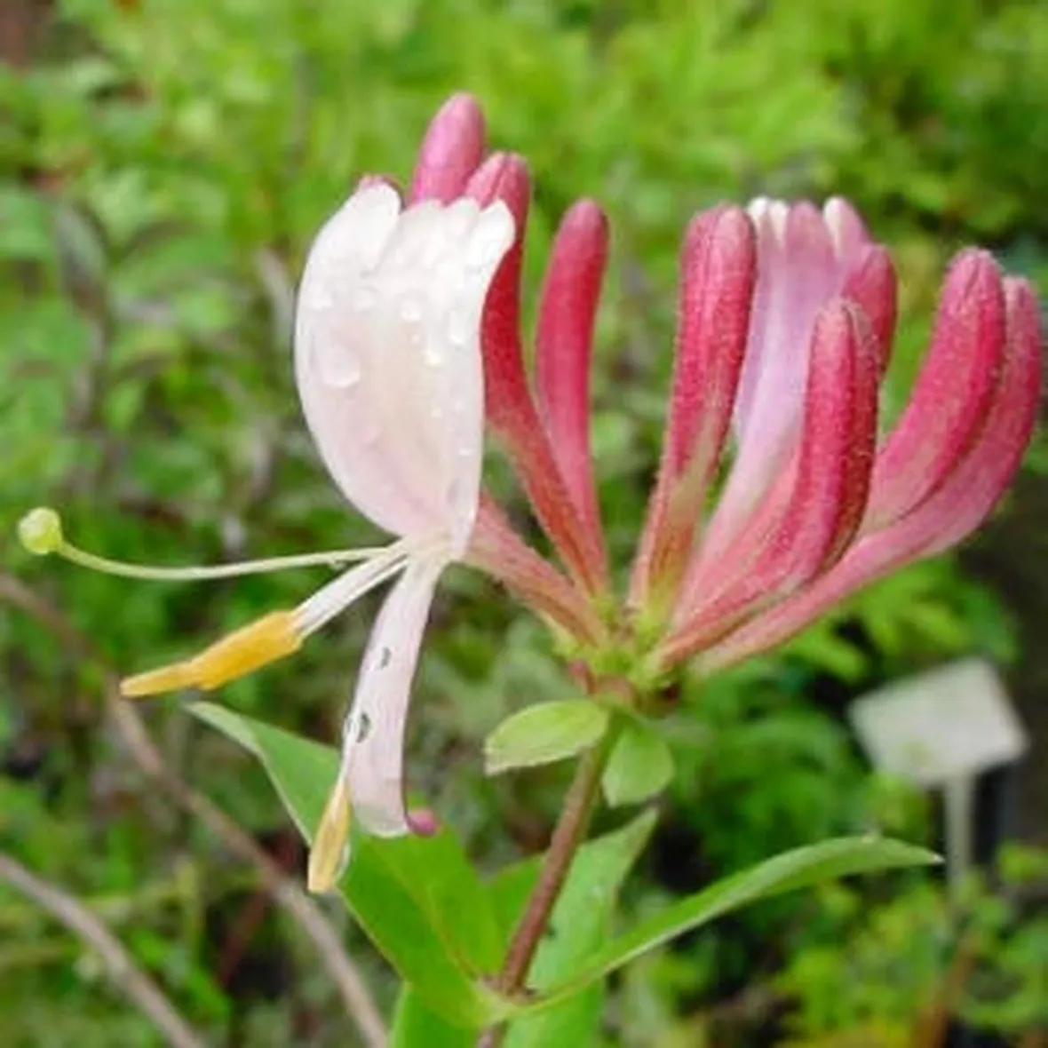 invio fiori per fiocco rosa-1