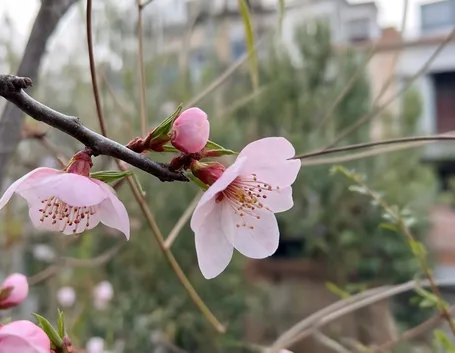 invio fiori per fiocco rosa-4
