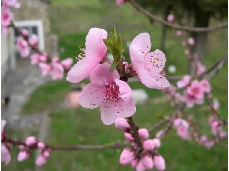 invio fiori per fiocco rosa-4