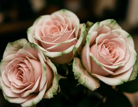 invio fiori per fiocco rosa-7