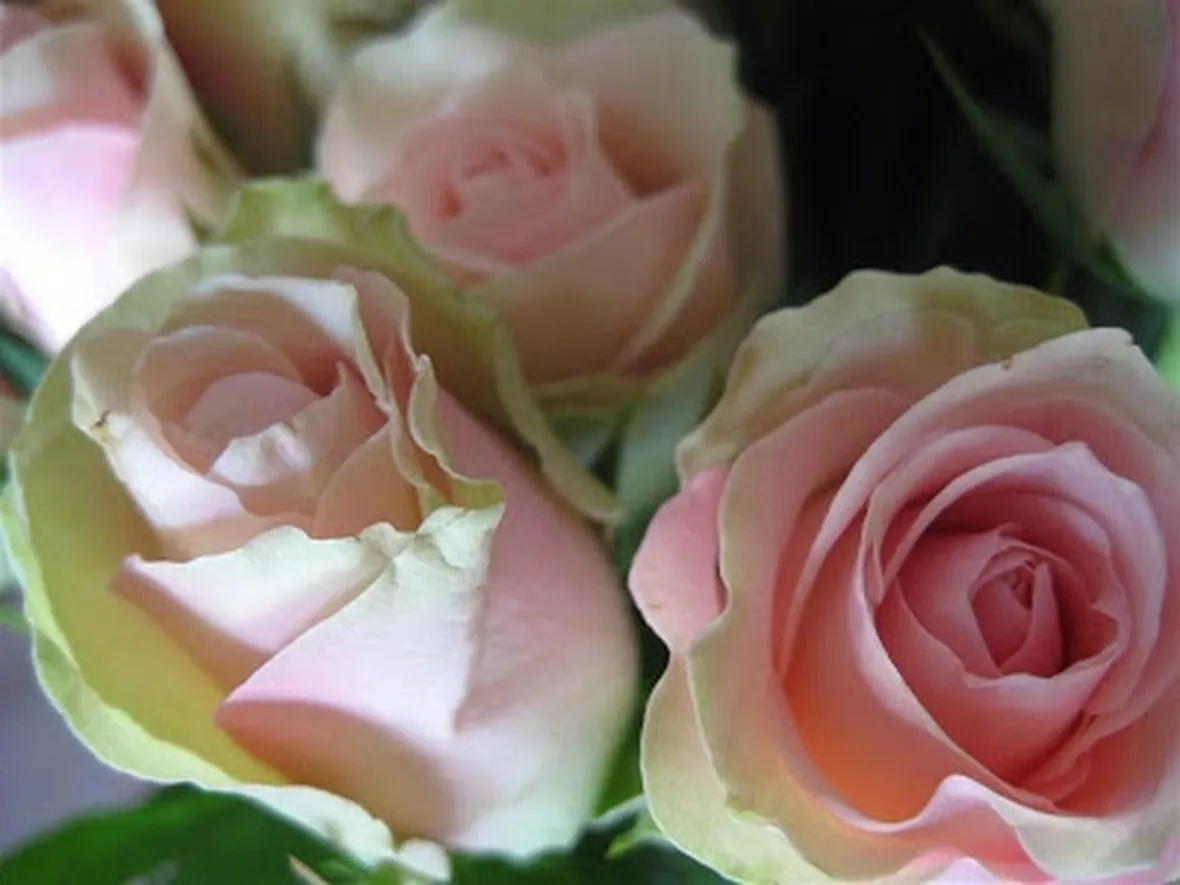 invio fiori per fiocco rosa-7