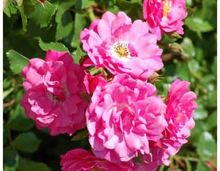 invio fiori per guarigioni-1