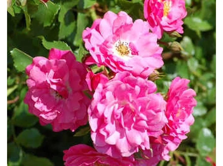 invio fiori per guarigioni-1