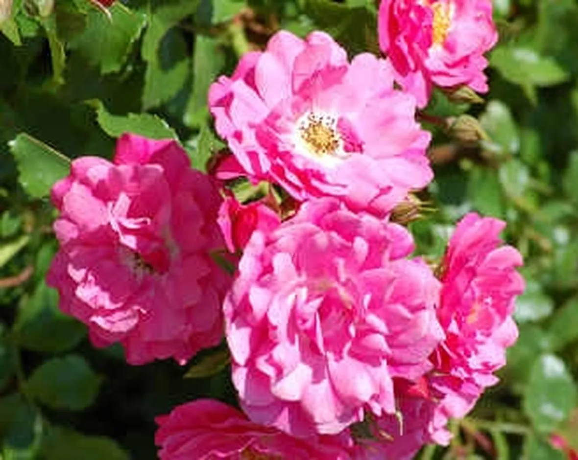 invio fiori per guarigioni-1