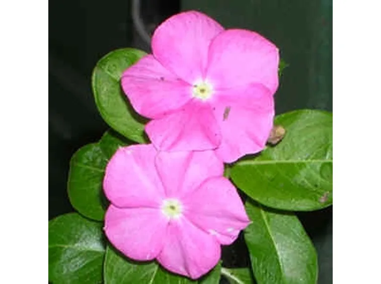 invio fiori per guarigioni