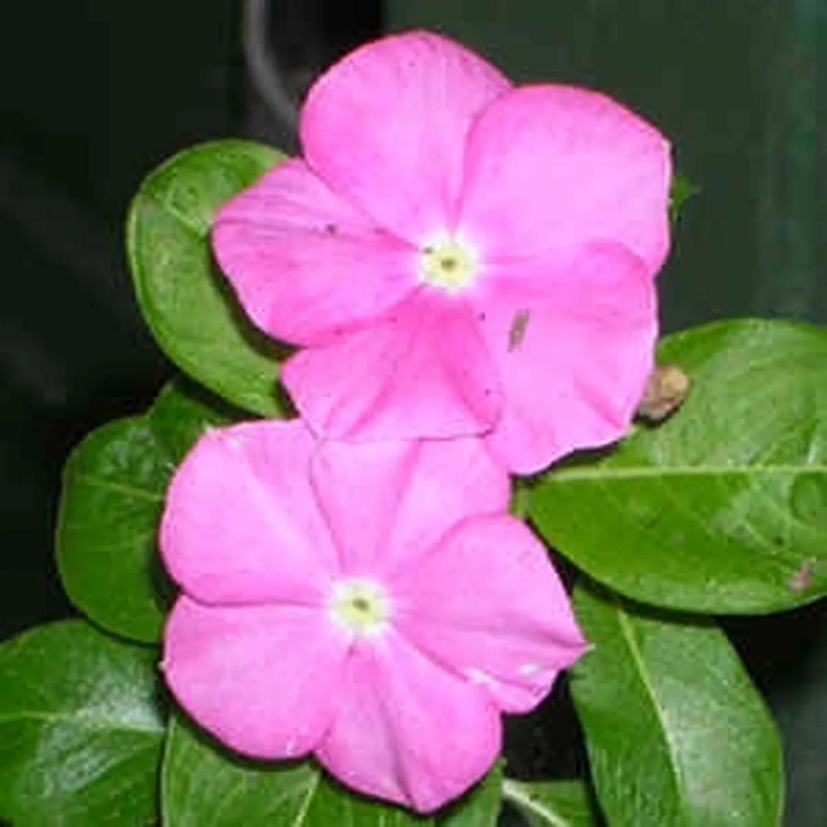 invio fiori per guarigioni