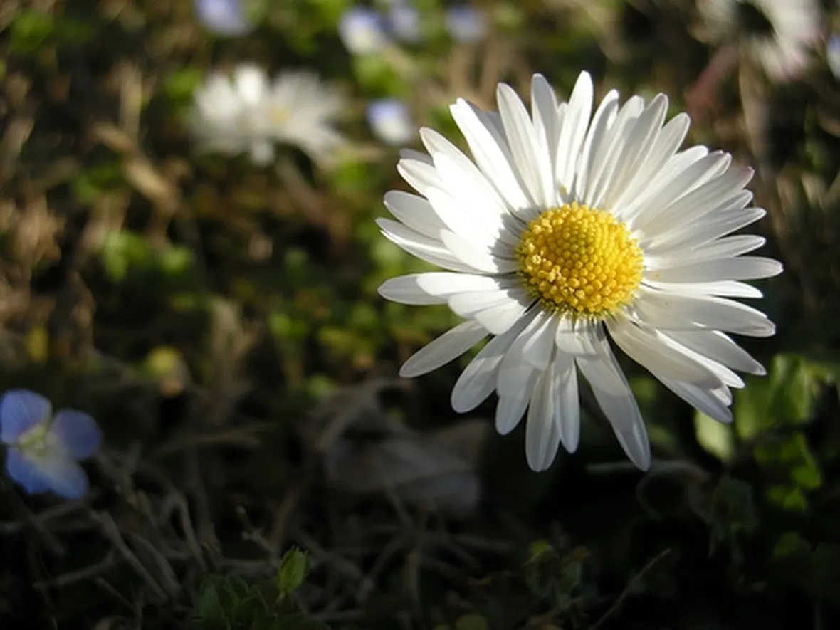 invio fiori per la mamma-4