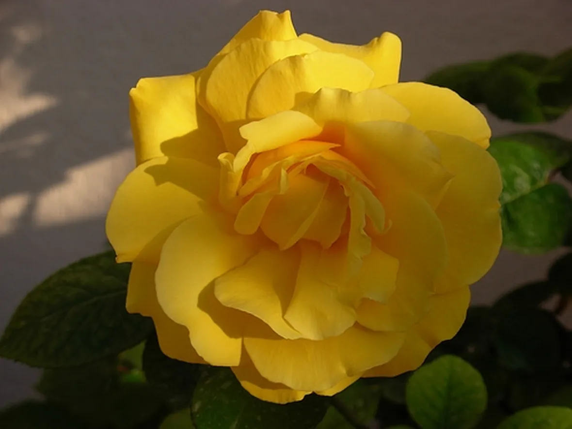 invio fiori per la mamma-6