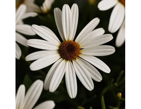 invio fiori per laurea e diploma-1