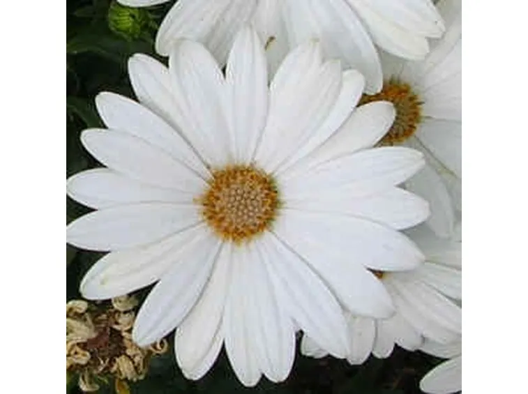 invio fiori per laurea e diploma-1
