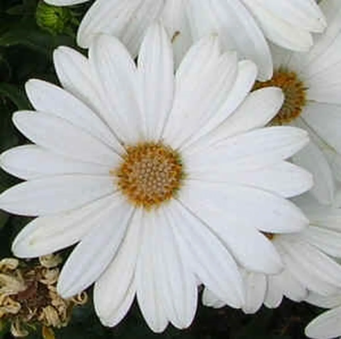 invio fiori per laurea e diploma-1