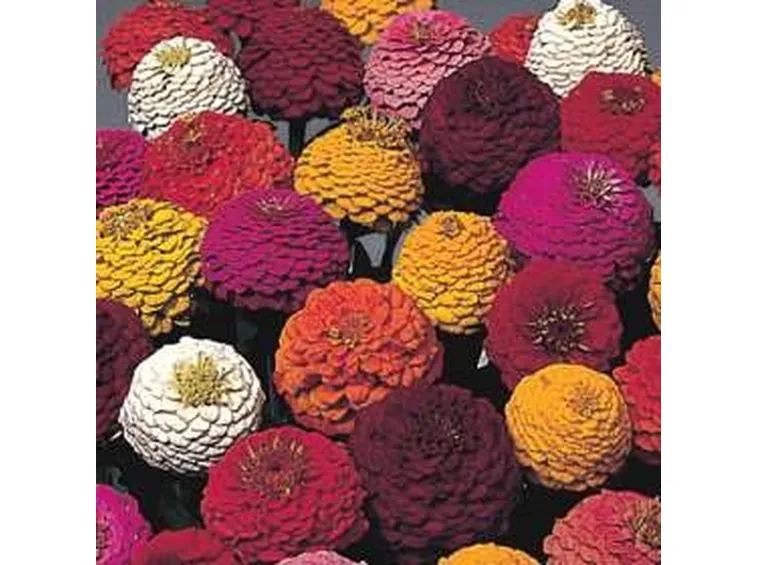 invio fiori per laurea e diploma