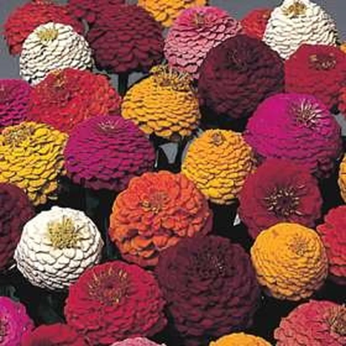 invio fiori per laurea e diploma