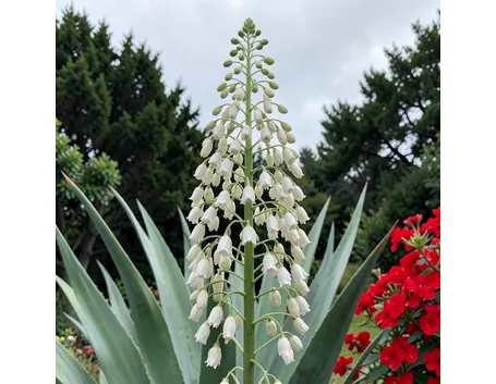 invio fiori per lei-1