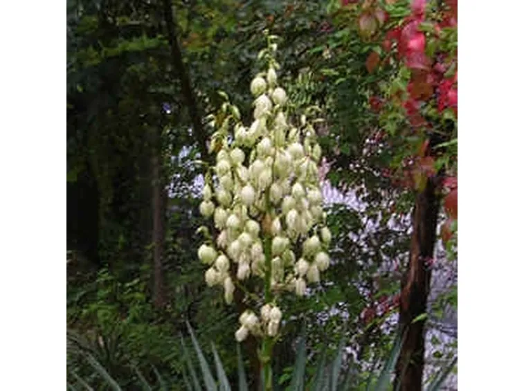 invio fiori per lei-1