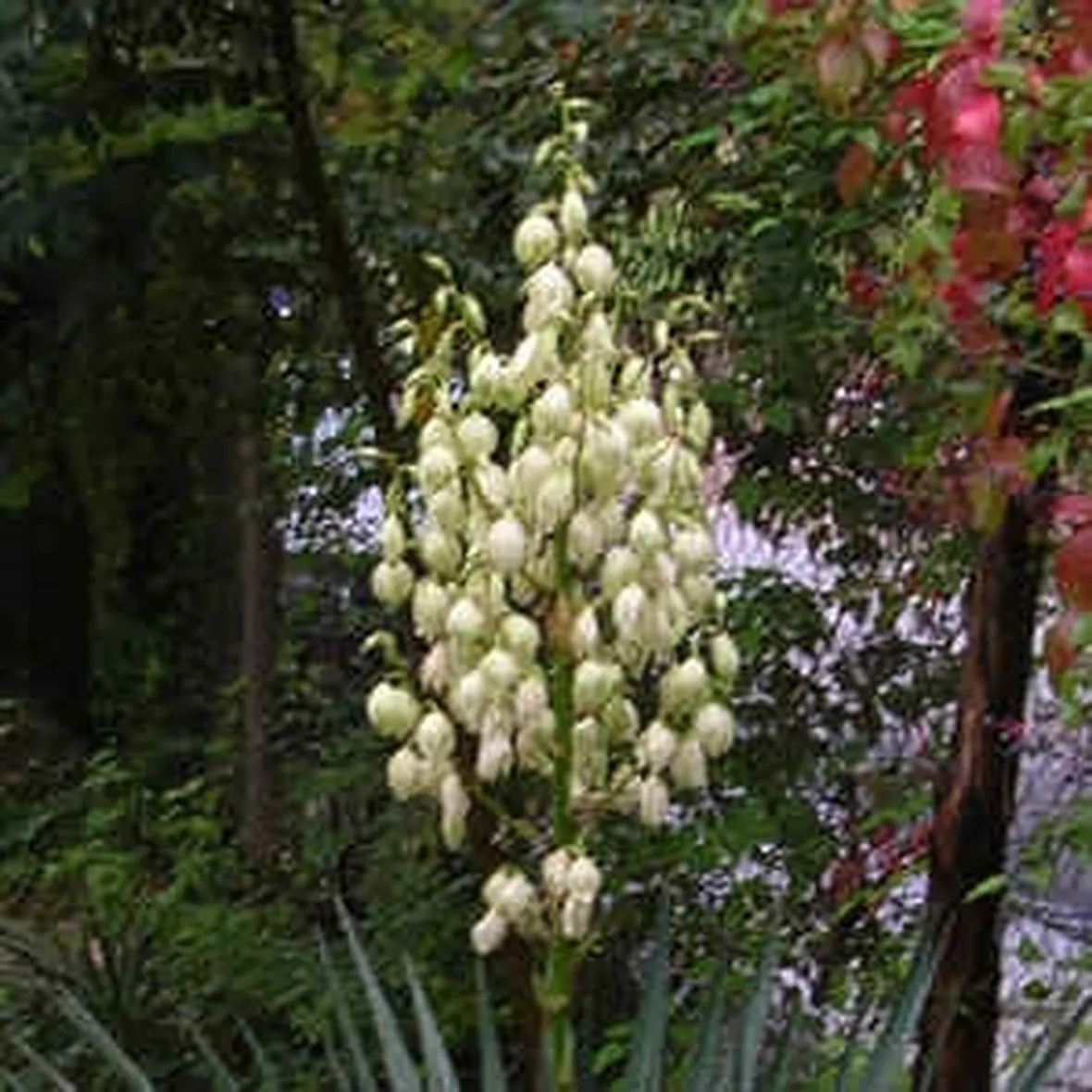 invio fiori per lei-1
