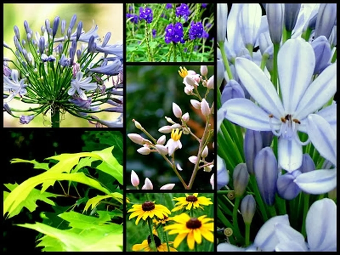 invio fiori per lui