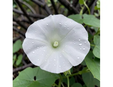 invio fiori per lutto