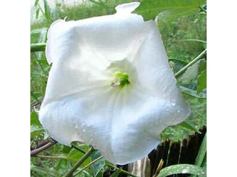 invio fiori per lutto