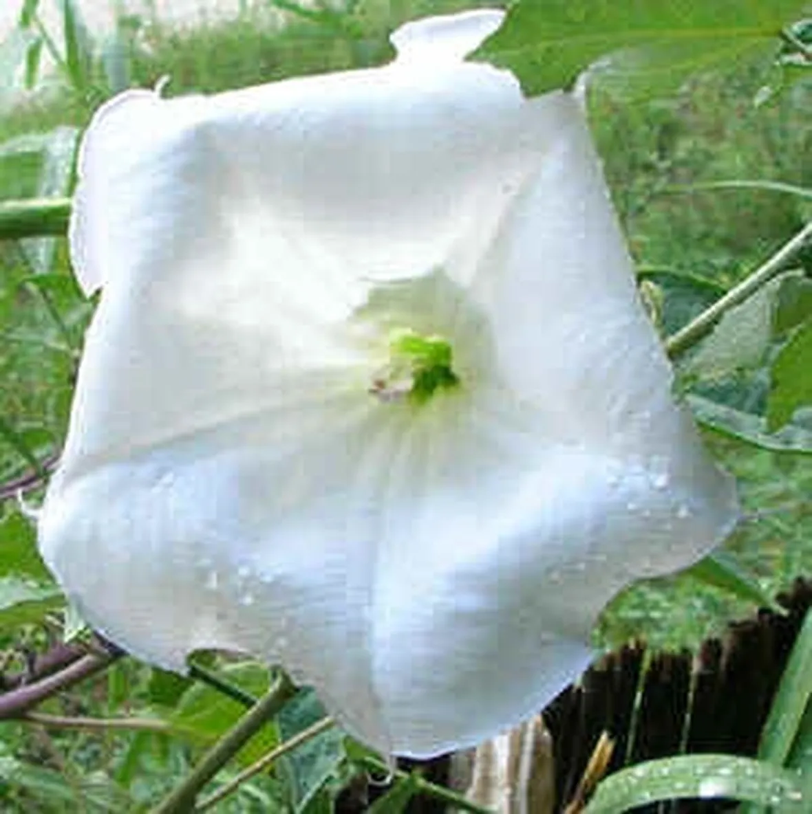 invio fiori per lutto