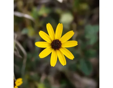 invio fiori per maggiore et?