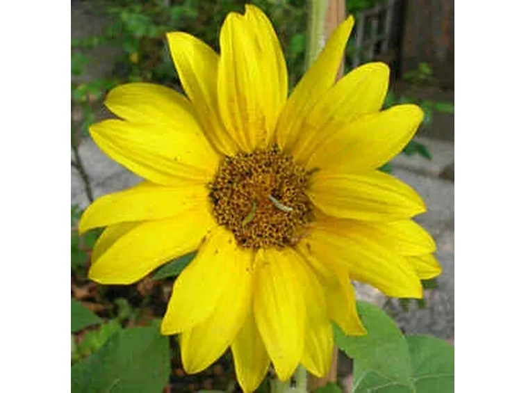 invio fiori per maggiore et?