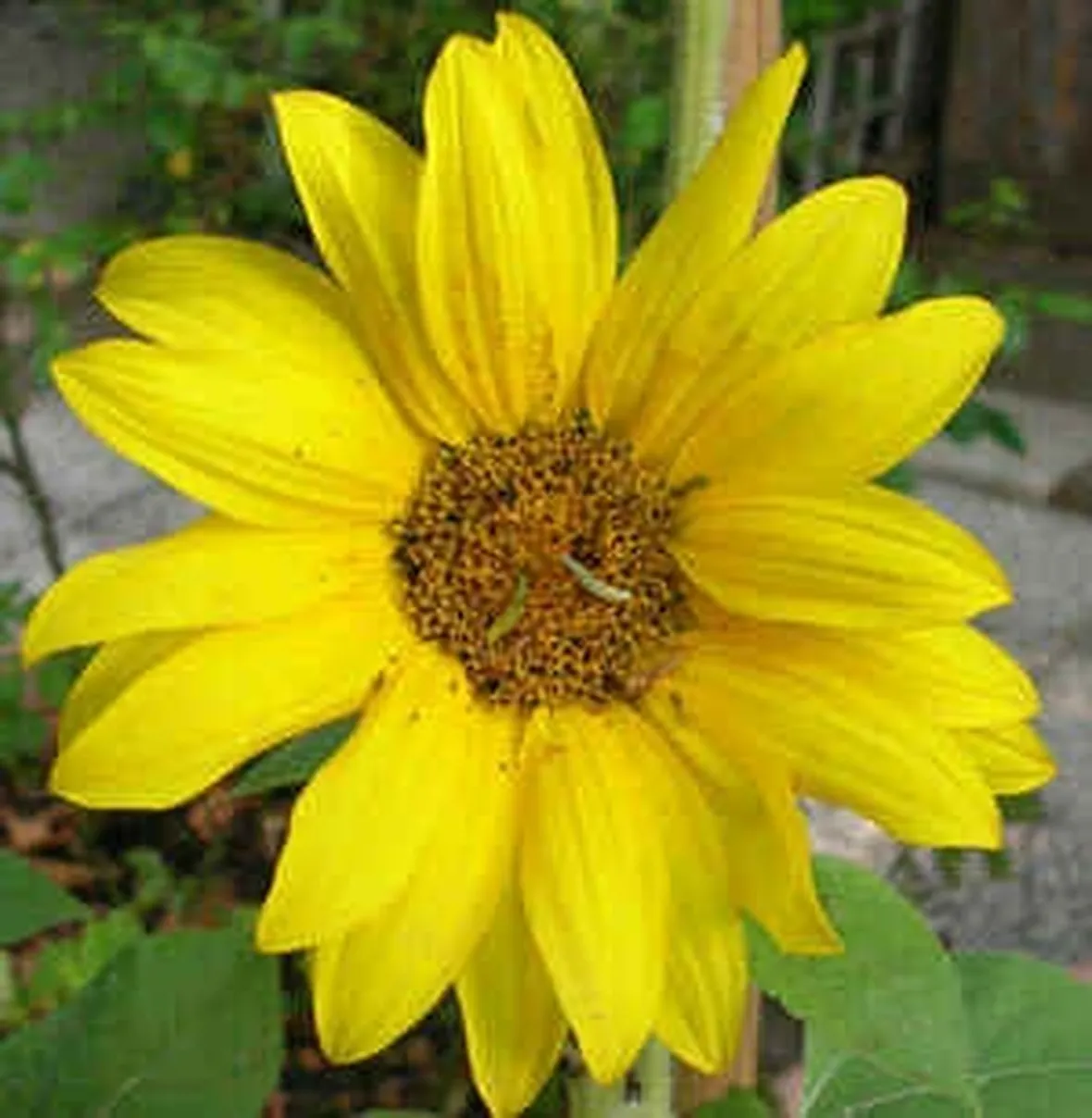 invio fiori per maggiore et?