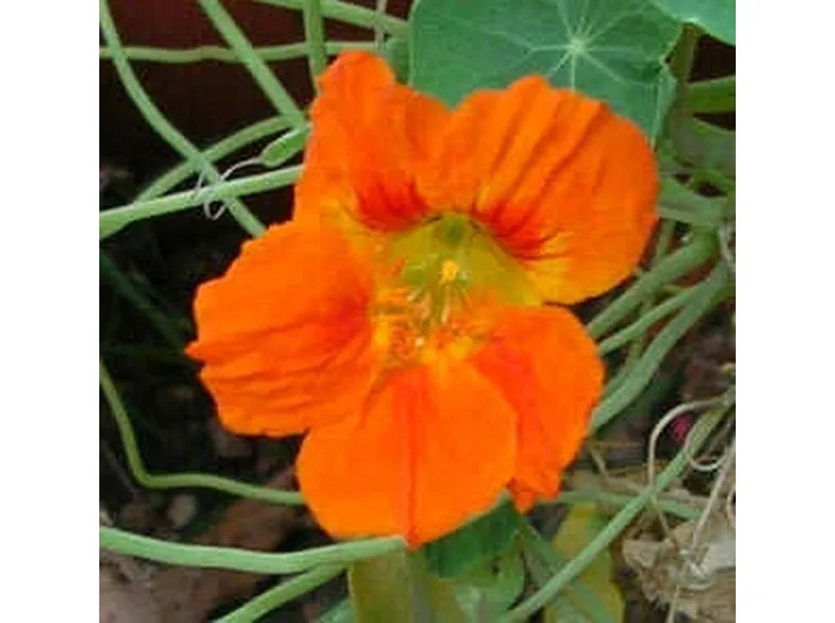 invio fiori per matrimonio-1