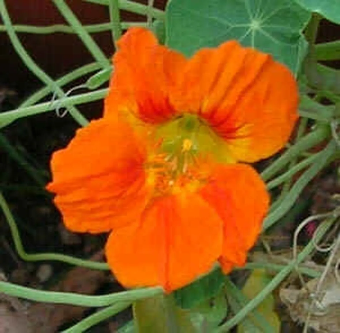invio fiori per matrimonio-1
