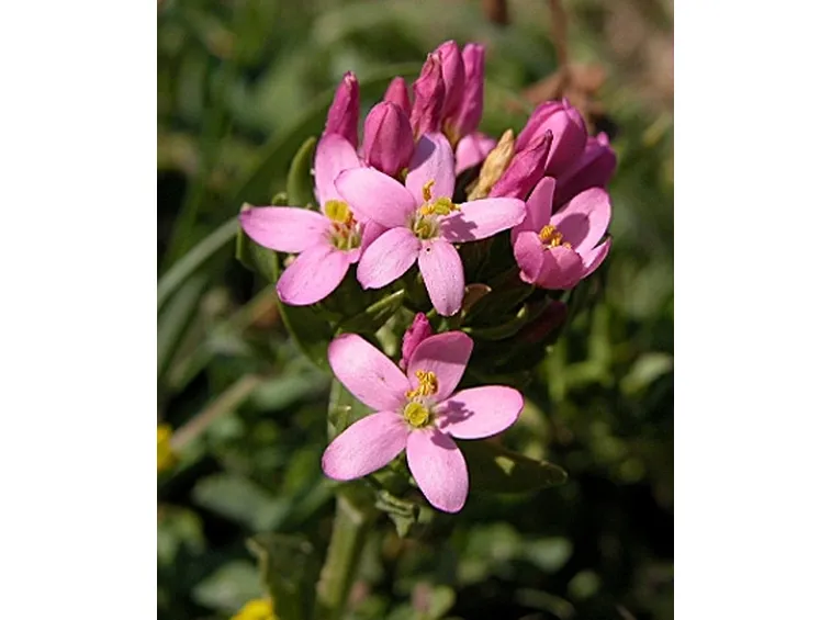 invio fiori per mi dispiace-1