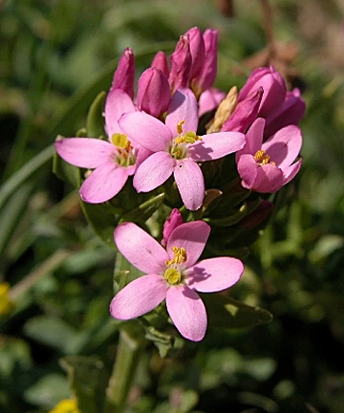 invio fiori per mi dispiace-1