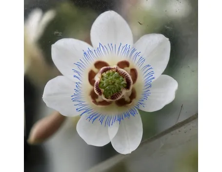invio fiori per mi dispiace