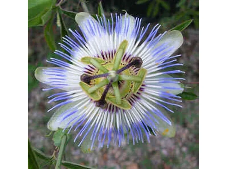invio fiori per mi dispiace