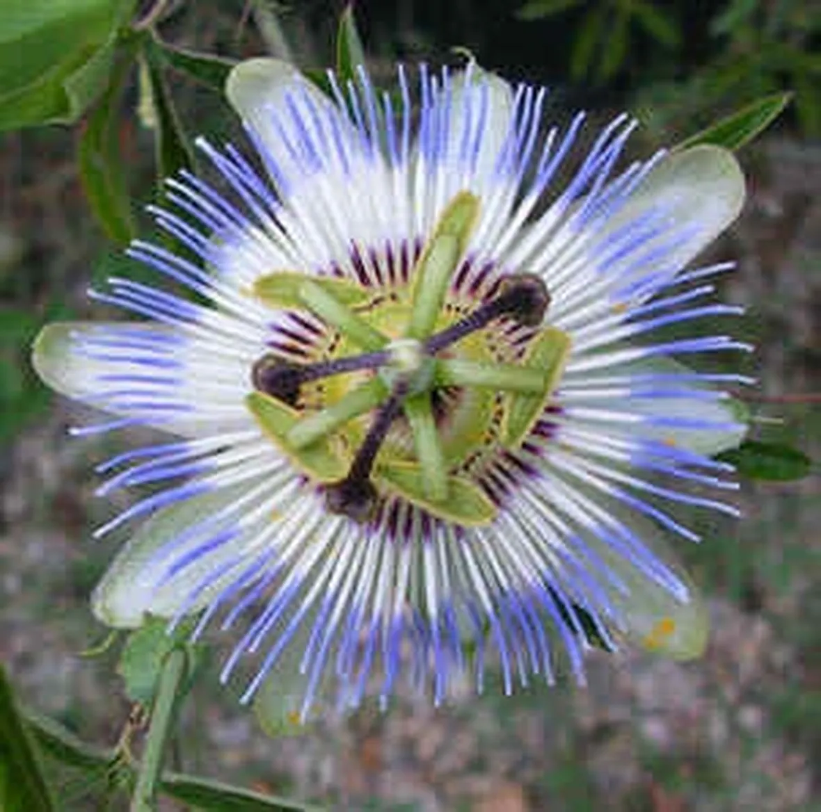 invio fiori per mi dispiace