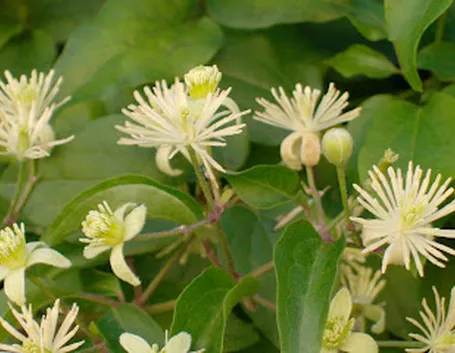 invio fiori per nascita-1