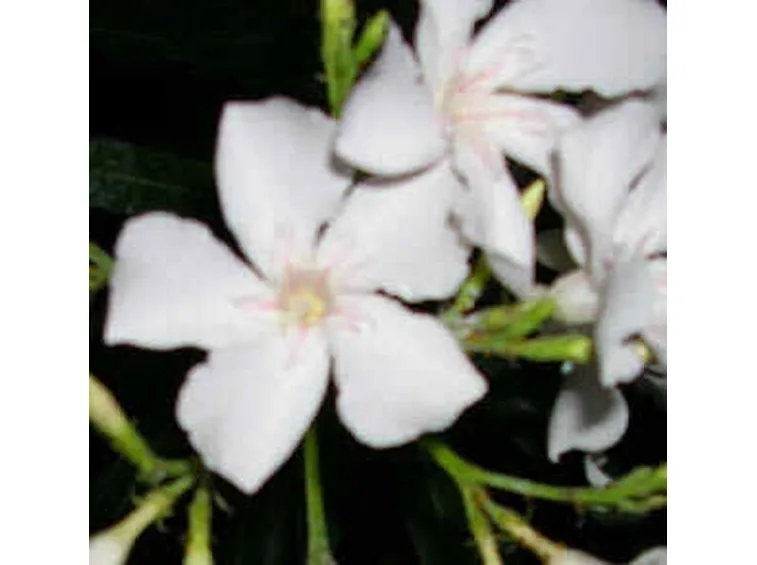invio fiori per nascita