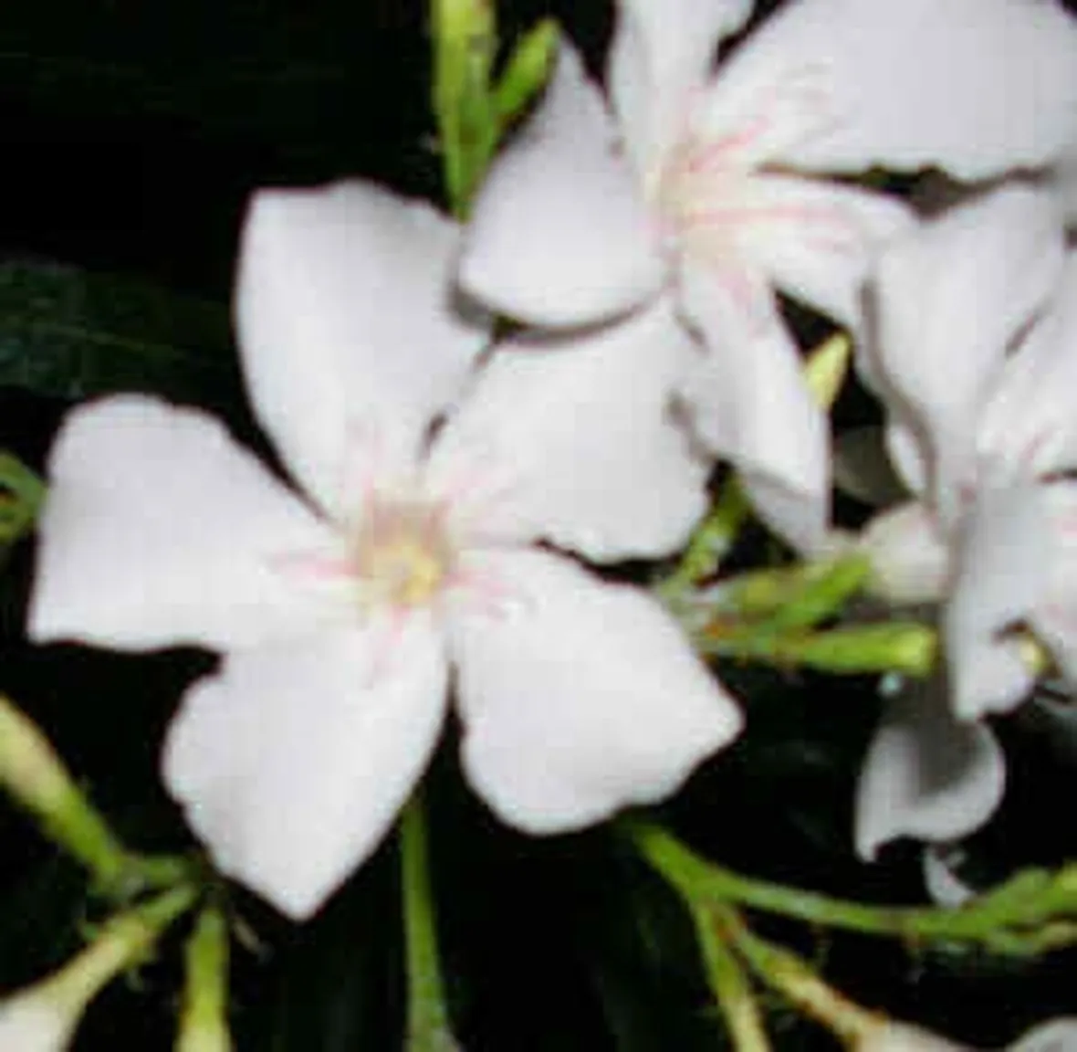 invio fiori per nascita