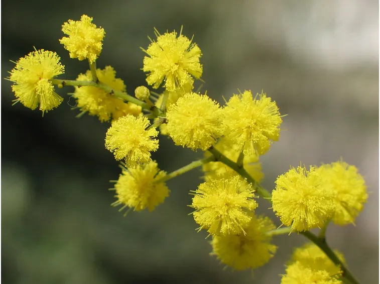 invio fiori per natale-2
