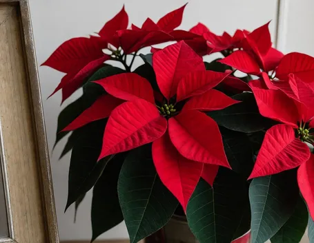 invio fiori per natale-5
